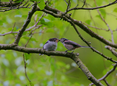 Long-tailed Tits -youngster being fed by one of the clan