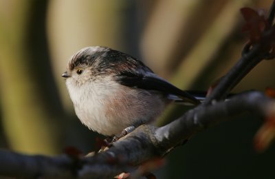 Long-tailed Tit