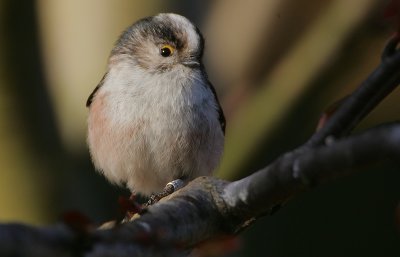 Long-tailed Tit