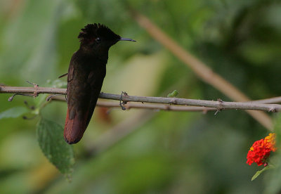 Ruby-topaz Hummingbird (Chrysolampis mosquitus) resting male