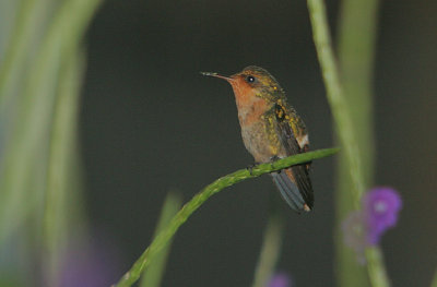 Tufted Coquette (Lophornis ornata) female roosting