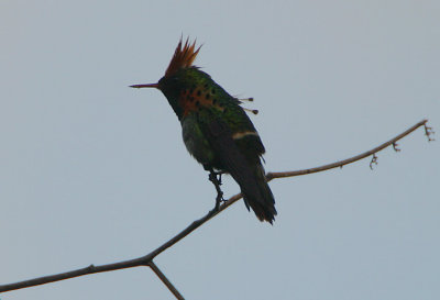 Tufted Coquette (Lophornis ornata) male roosting 
