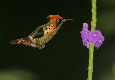 Tufted Coquette (Lophornis ornata) male hovering