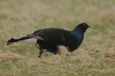 Blackcock