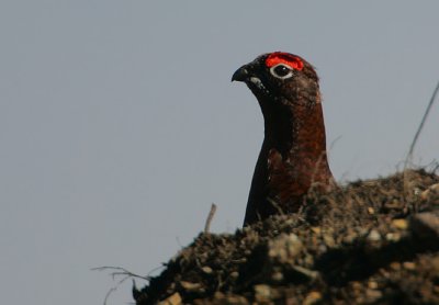 Red Grouse Cock in early Spring