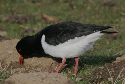 Oystercatcher worming