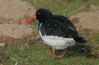 Oystercatcher