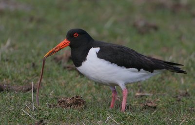 Oystercatcher with a worm