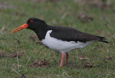 Oystercatcher swallowing a worm