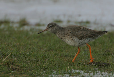 Redshank in snow