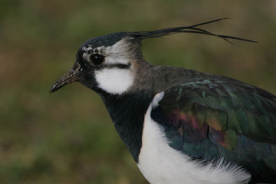 Lapwing (Vanellus vanellus)