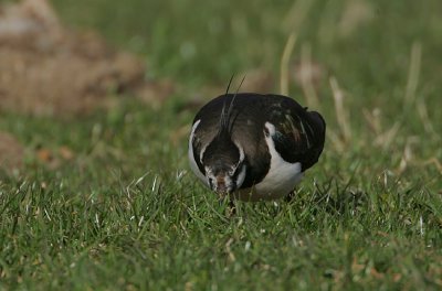 Lapwing