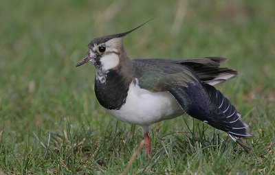 Lapwing