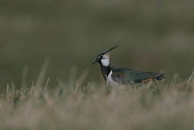 Lapwing