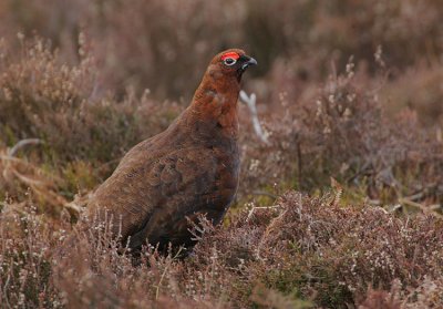 Red Grouse Cock