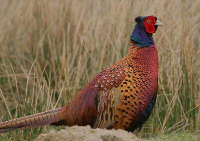 Pheasant cock