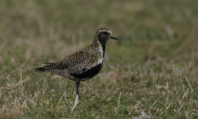 Golden Plover male