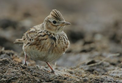 Skylark