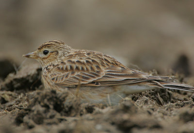 Skylark