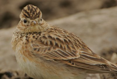 Skylark