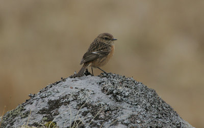 Stonechat female in Spring (mid-April)