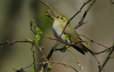 Wood Warbler