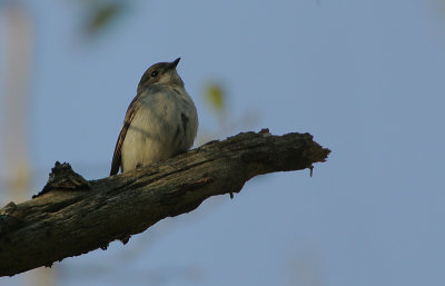 Pied Flycatcher female