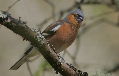 Chaffinch male