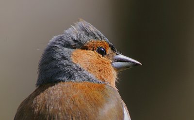 Chaffinch male headshot