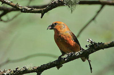 Common Crossbill male