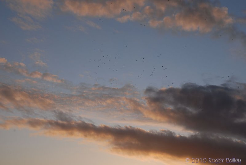 Rooks in the sunset.