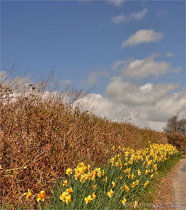 Daffodils.