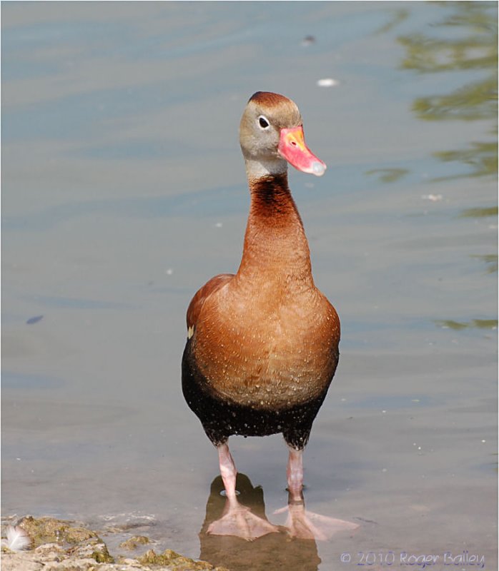 Fulvous Whistling Duck. 