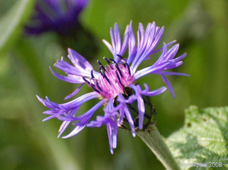 Cornflower 2.