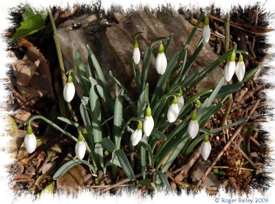 Snowdrops.