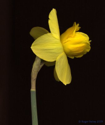 Scanned Daffodil.