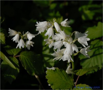 White Bells. The same as Bluebells only white.