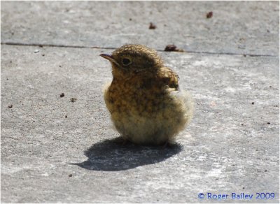 Fledgling Robin.