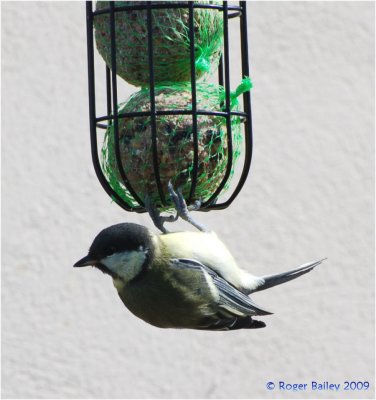 Young Great Tit on the feeder.
