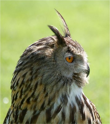 Eagle Owl.