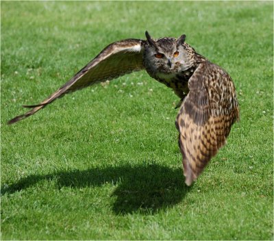 Eagle Owl in flight 1.