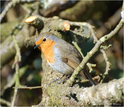 Robin.