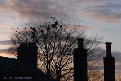 Rooks and chimneys.