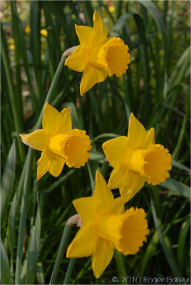 A quartet of Daffodils.