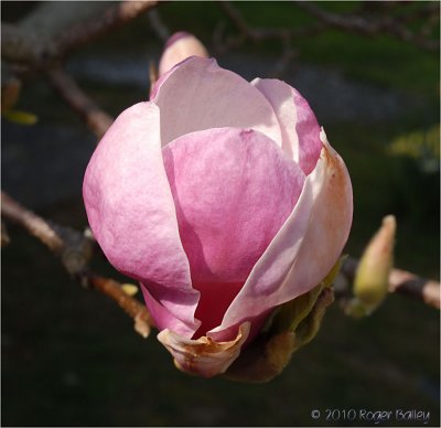Magnolia blossom.