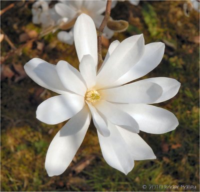 Magnolia 'water lily'