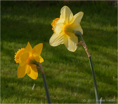 Backlit Daffodils.
