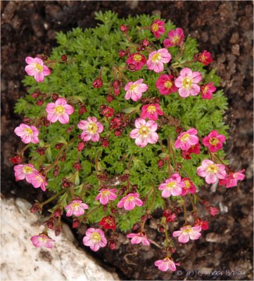 Saxifraga - Peter Pan.