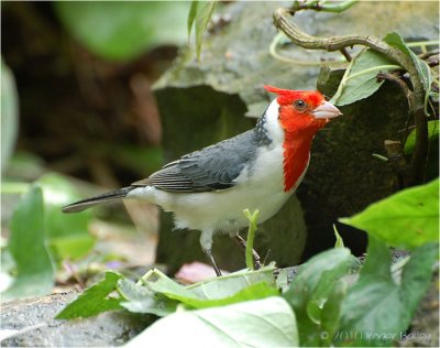 Red Crested Cardinal.