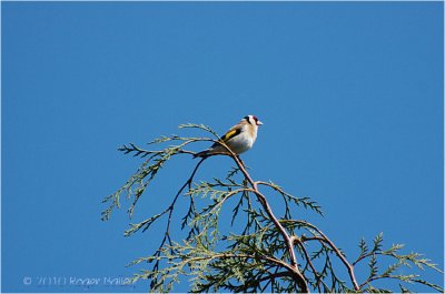 European Goldfinch.